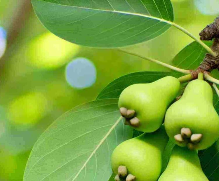 Bright forest berries glistening in the sunlight, with the vibrant greenery of the surrounding woods.